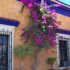 Bougainvillea